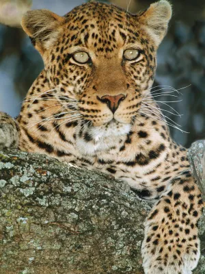 Beautiful Leopard Gazing
